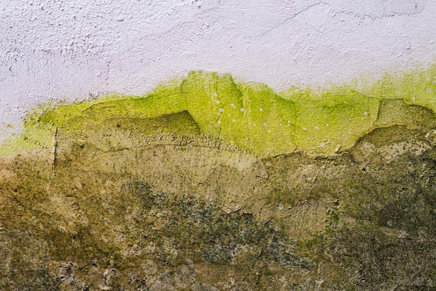 Acasă 45 Rolul hidroizolației în prevenirea mucegaiului și a igrasiei